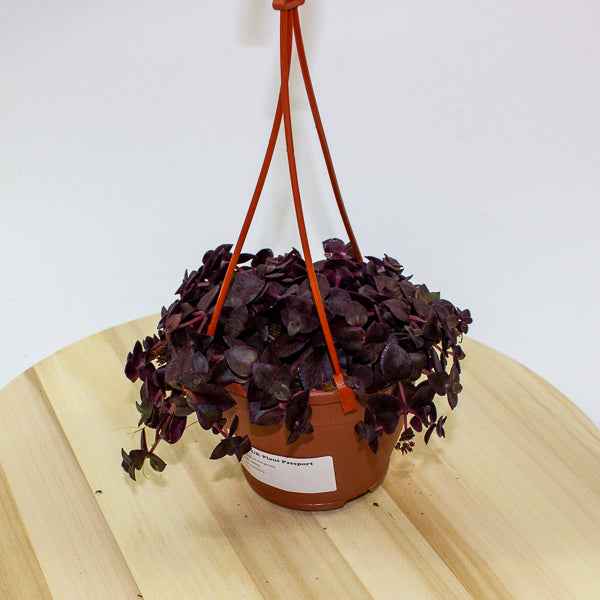 Crassula marginalis 12cm H25cm