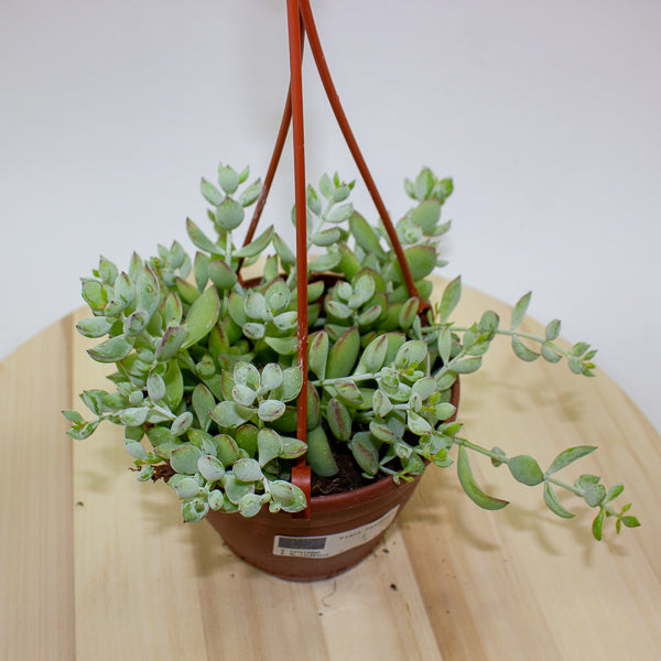Crassula marginalis 12cm H25cm