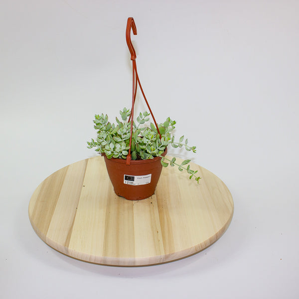 Crassula marginalis 12cm H25cm