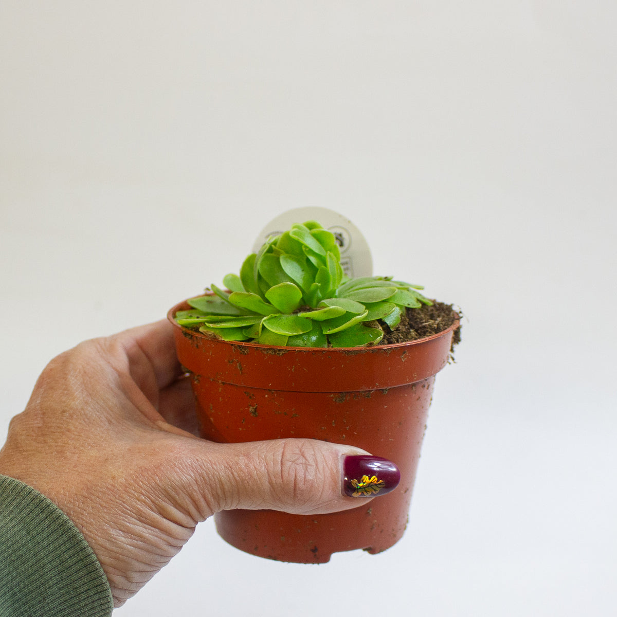 Pinguicula 8.5cm H10cm