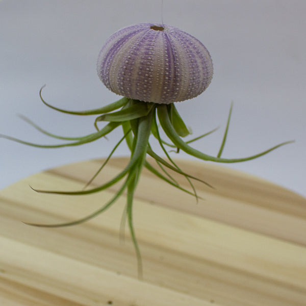 Tillandsia usneoides in shell 10cm H15cm