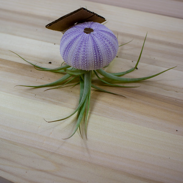 Tillandsia usneoides in shell 10cm H15cm