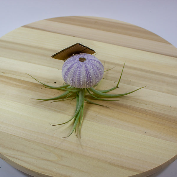 Tillandsia usneoides in shell 10cm H15cm