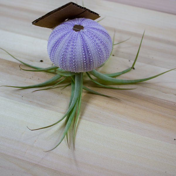 Tillandsia usneoides in shell 10cm H15cm
