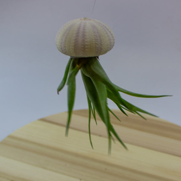 Tillandsia usneoides in shell 10cm H15cm