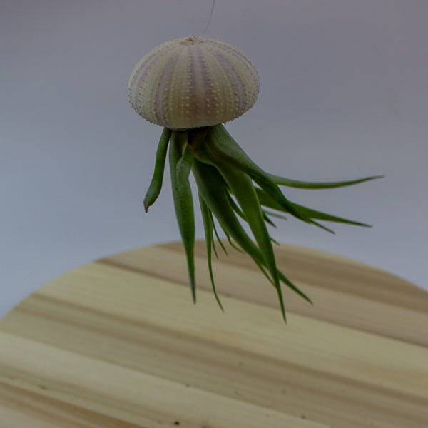 Tillandsia usneoides in shell 10cm H15cm