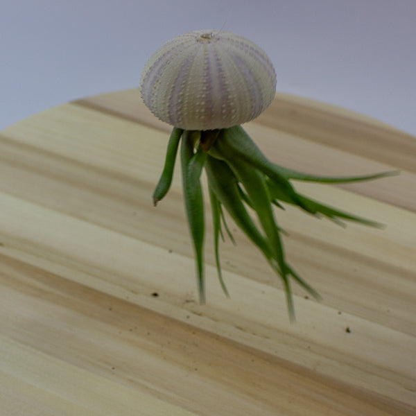 Tillandsia usneoides in shell 10cm H15cm