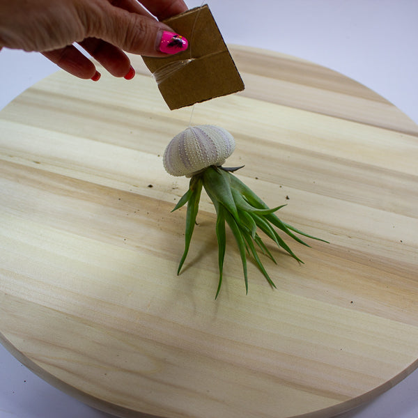 Tillandsia usneoides in shell 10cm H15cm