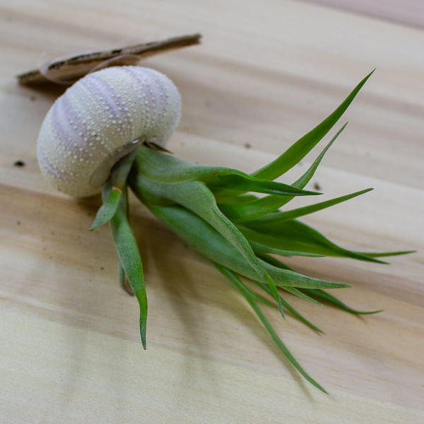 Tillandsia usneoides in shell 10cm H15cm