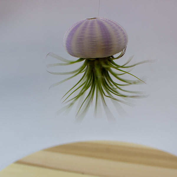 Tillandsia usneoides in shell 10cm H15cm
