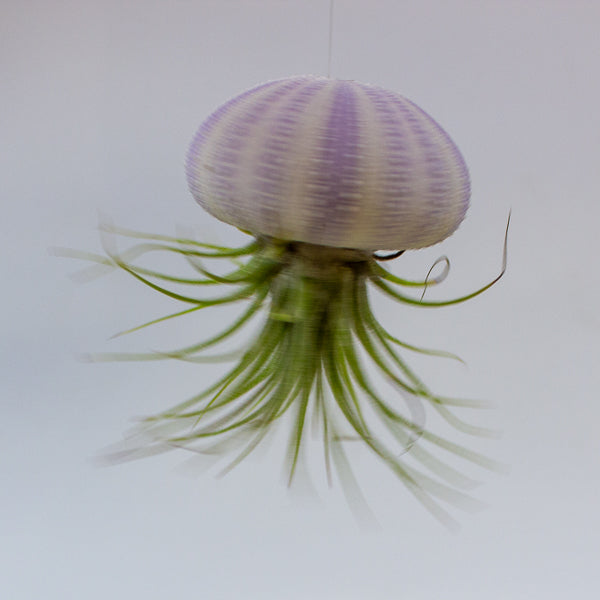 Tillandsia usneoides in shell 10cm H15cm