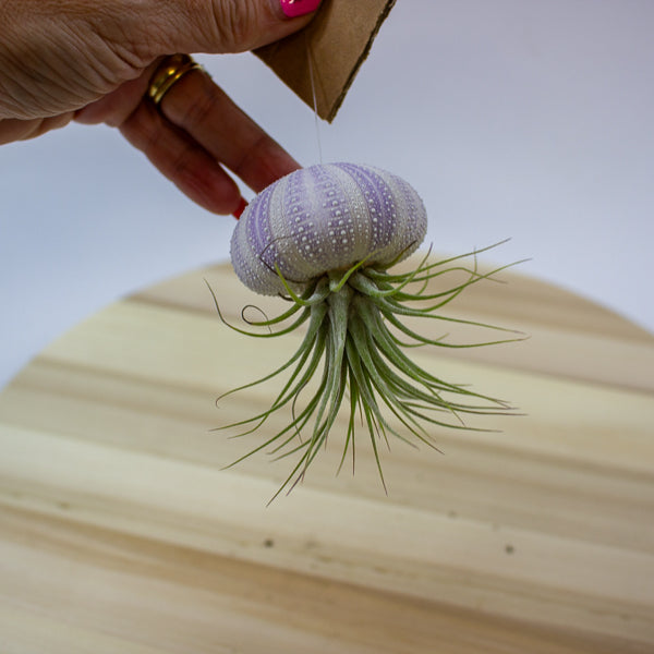 Tillandsia usneoides in shell 10cm H15cm