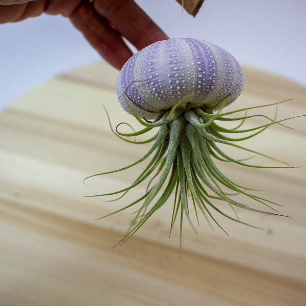 Tillandsia usneoides in shell 10cm H15cm