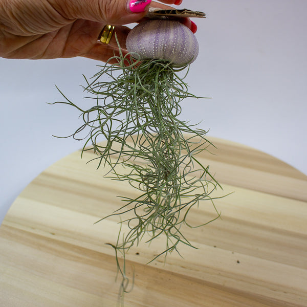 Tillandsia usneoides in shell 10cm H15cm