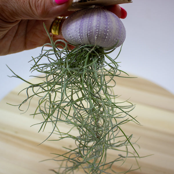Tillandsia usneoides in shell 10cm H15cm