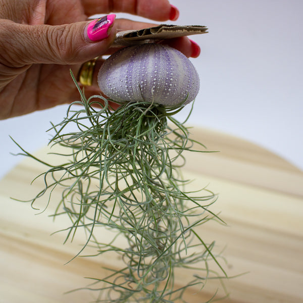 Tillandsia usneoides in shell 10cm H15cm