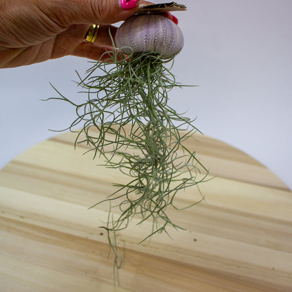 Tillandsia usneoides in shell 10cm H15cm