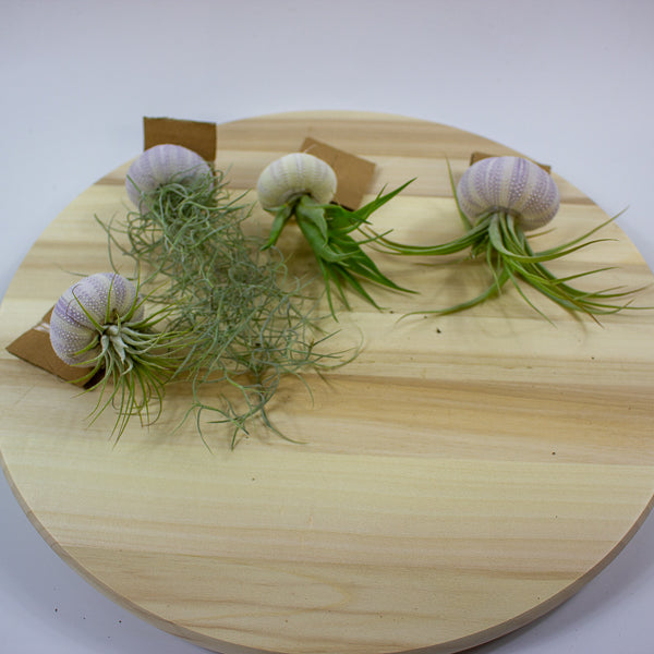 Tillandsia usneoides in shell 10cm H15cm