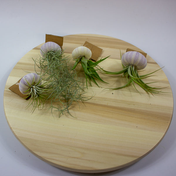 Tillandsia usneoides in shell 10cm H15cm