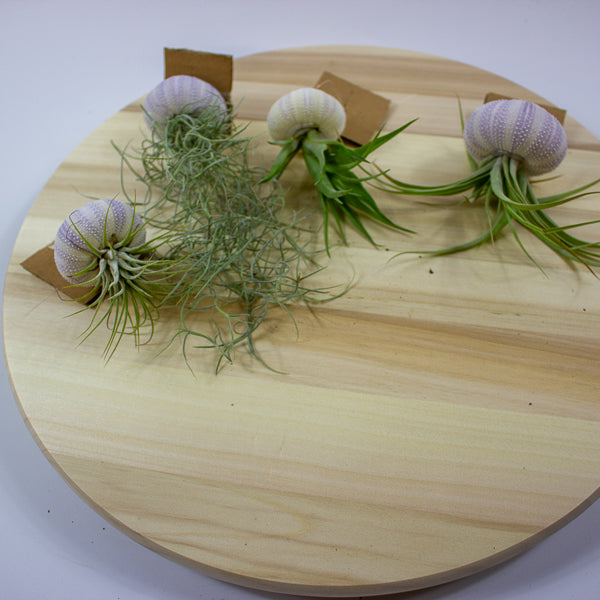 Tillandsia usneoides in shell 10cm H15cm