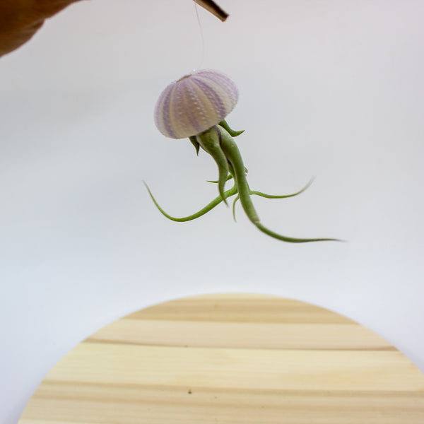 Tillandsia usneoides in shell 10cm H15cm