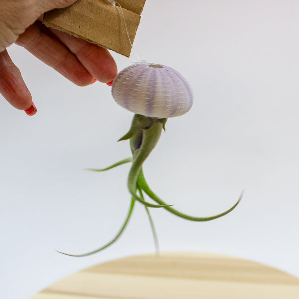 Tillandsia usneoides in shell 10cm H15cm