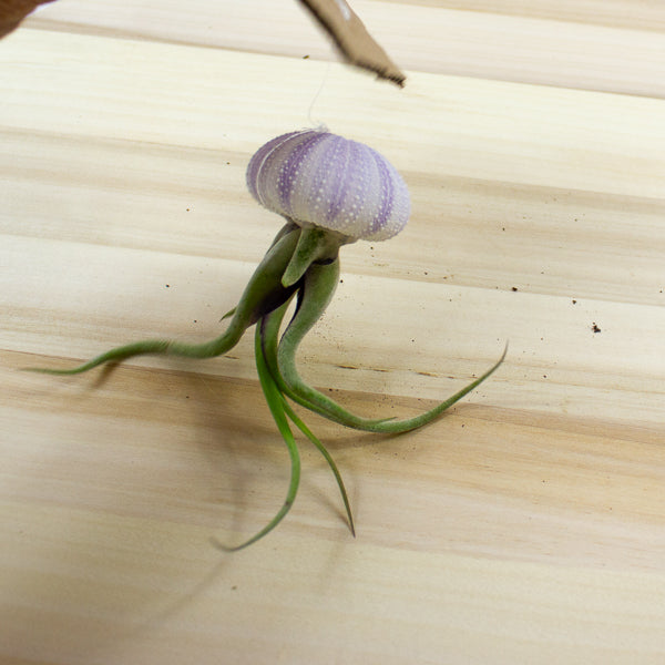 Tillandsia usneoides in shell 10cm H15cm
