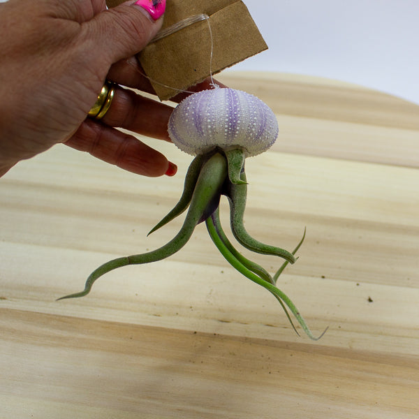 Tillandsia usneoides in shell 10cm H15cm