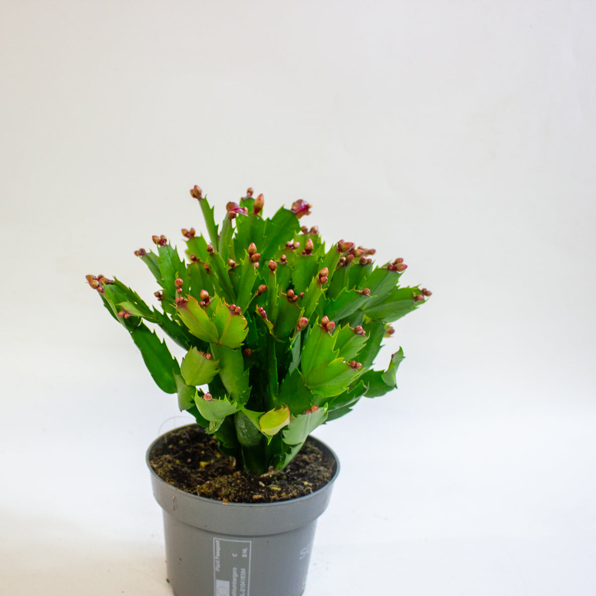 Schlumbergera Orange Flowered 13cm H25cm