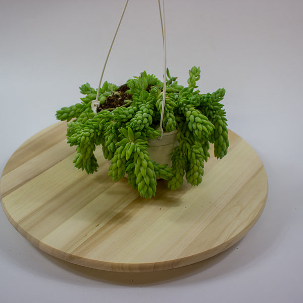 Sedum morganianum 'Burrito' 14cm H30cm