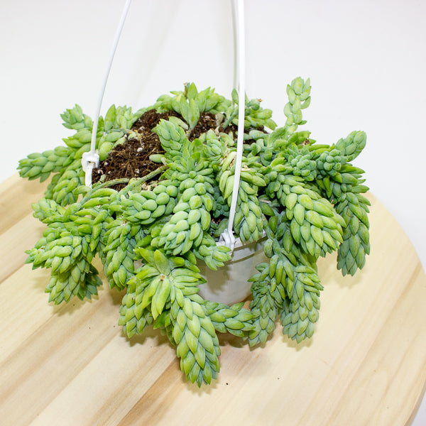 Sedum morganianum 'Burrito' 14cm H30cm