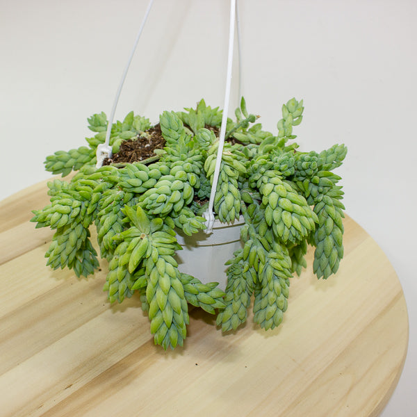 Sedum morganianum 'Burrito' 14cm H30cm