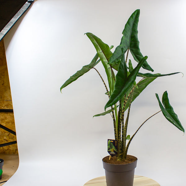 Alocasia Tigrini 17cm H65cm