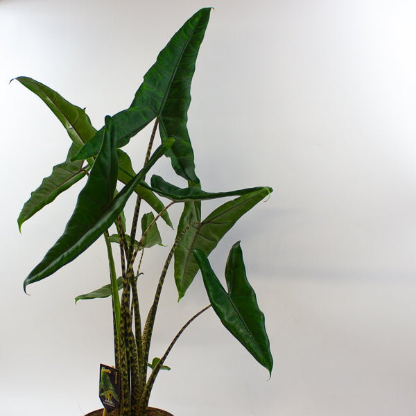 Alocasia Tigrini 17cm H65cm