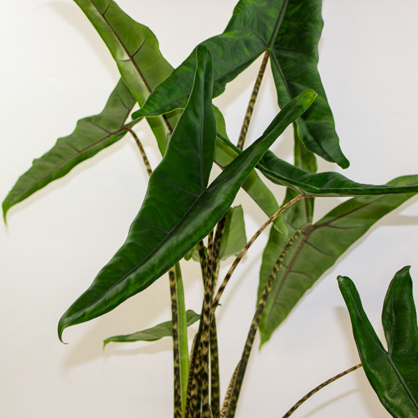 Alocasia Tigrini 17cm H65cm