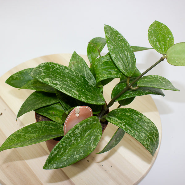 Hoya Rangsan 12cm H14cm
