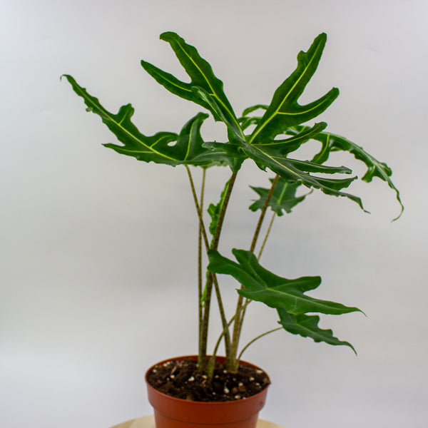 Alocasia portei Zebra 17cm H60cm