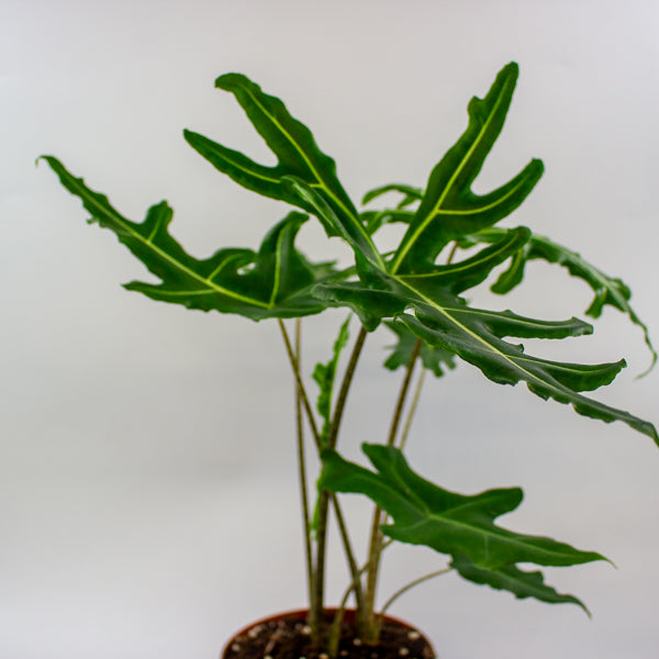 Alocasia portei Zebra 17cm H60cm