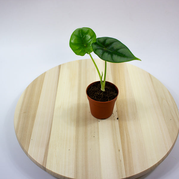 Alocasia reversa 7cm H15cm