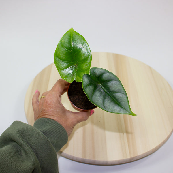 Alocasia reversa 7cm H15cm