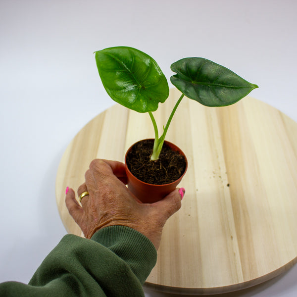 Alocasia reversa 7cm H15cm