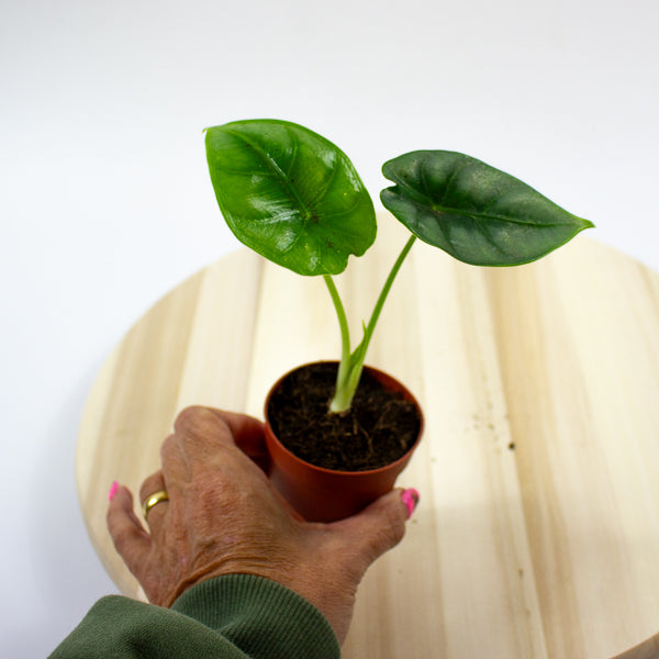 Alocasia reversa 7cm H15cm