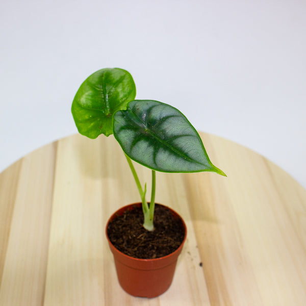 Alocasia reversa 7cm H15cm