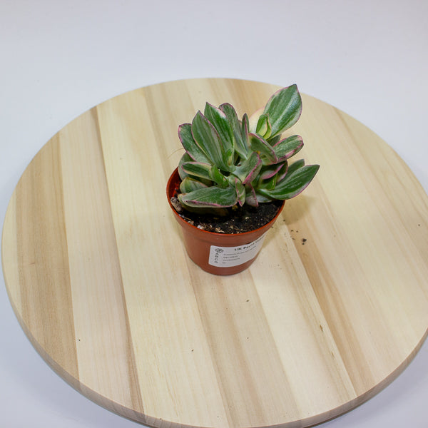 Crassula Ovata Variegata 8.5cm H16cm
