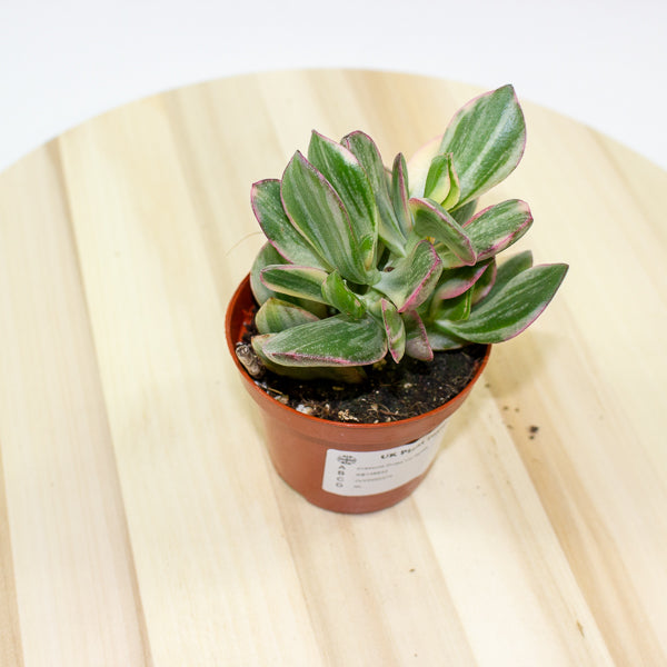Crassula Ovata Variegata 8.5cm H16cm