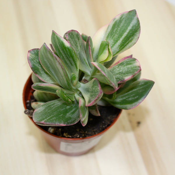 Crassula Ovata Variegata 8.5cm H16cm