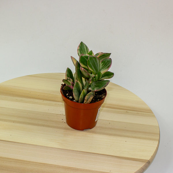 Crassula Ovata Variegata 8.5cm H16cm