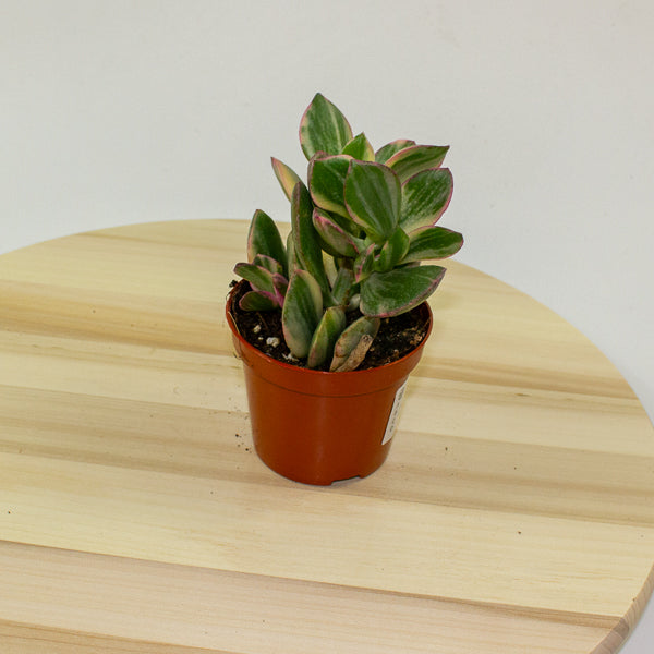 Crassula Ovata Variegata 8.5cm H16cm