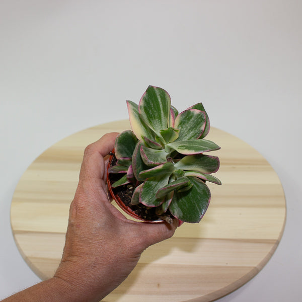 Crassula Ovata Variegata 8.5cm H16cm