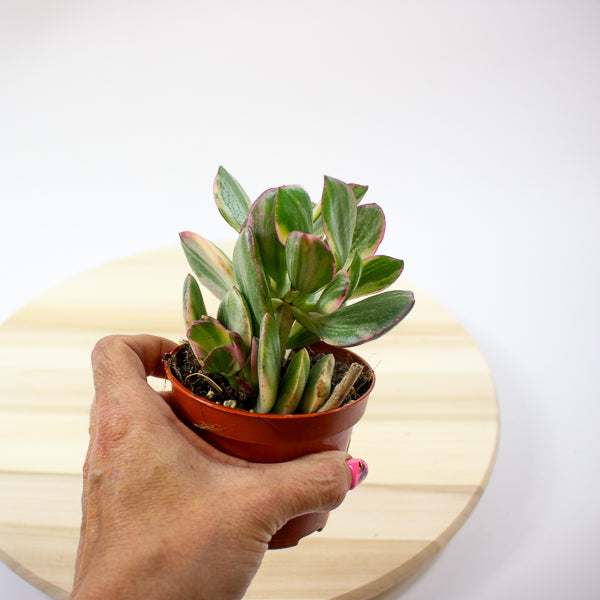 Crassula Ovata Variegata 8.5cm H16cm